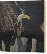 Southern Yellow Billed Hornbill Wood Print