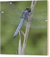 Spangled Skimmer Wood Print