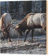 Sparring Elk In February Wood Print