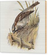 Sparrow Restored Wood Print