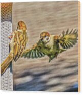Sparrows Feeding By Chris White Wood Print