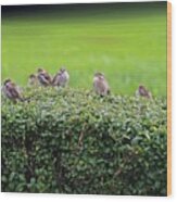 Sparrows Gathering Place Wood Print