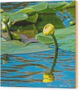 Spatterdock Bloom Wood Print