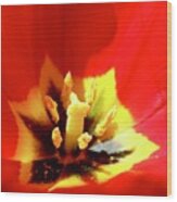 Species Tulip Pow Wood Print