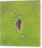 Spider Wood Print