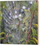 Spider Web Wood Print