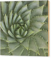 Spiral Aloe Santa Cruz California Wood Print