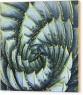 Spiral Aloe Wood Print