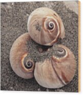 Spiral Seashells Wood Print