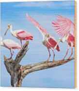 Spoonbill Party Wood Print
