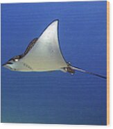 Spotted Eagle Ray Wood Print