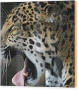 Spotted Jaguar Memphis Zoo Wood Print