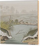 Spotted Sandpiper Wood Print