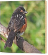 Spotted Towhee Wood Print