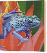 Sprawled - Poison Dart Frog Wood Print