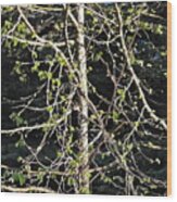Spring Aspen Abstract Wood Print