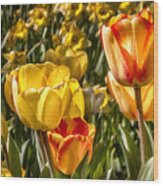 Spring Beauty 1 Tulips Large Canvas Art, Canvas Print, Large Art, Large Wall Decor, Home Decor, Wood Print