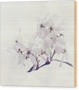 Spring Blossom Print Wood Print