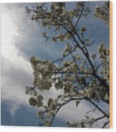 Spring Blossom Sky Wood Print