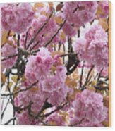 Spring Cherry Blossoms Wood Print