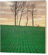 Spring Corn Rows Of The Midwest Wood Print