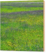 Spring Field Colours Wood Print