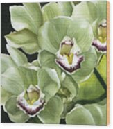 Spring Green Orchid Wood Print