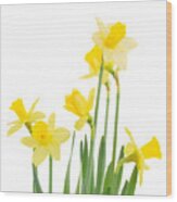 Spring Growing Daffodils Wood Print