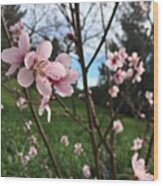 Peach Blossoms Wood Print
