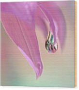 Spring Raindrop By Kaye Menner Wood Print