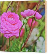 Spring Show 17 Pink Ranunculus 1 Wood Print