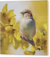 Spring Sparrow Wood Print