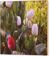 Spring Time Tulips Wood Print
