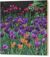 Spring Tulip Bed Wood Print