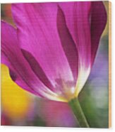 Spring Tulip - Square Wood Print