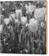 Spring Tulips - Black And White Wood Print
