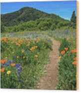 Spring Wildflower Pathway Wood Print