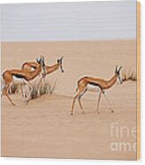 Springbok Antidorcas Marsupialis Wood Print