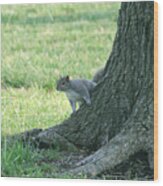 Squirrel At The Park Wood Print