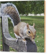 Squirrel Bench Wood Print