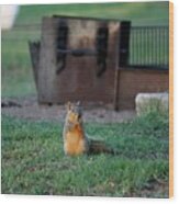 Squirrel In Campsite Wood Print