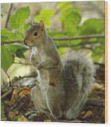 Squirrel In Early Autumn Wood Print