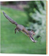 Squirrel Jumping To Safe Haven Wood Print