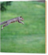 Squirrel Leaping To Safety Wood Print