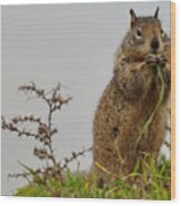 Squirrely Snacks Wood Print