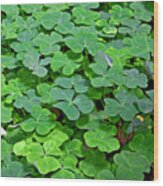 St Patricks Day Shamrocks - First Green Of Spring Wood Print