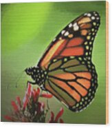 Stained Glass Butterfly Wood Print