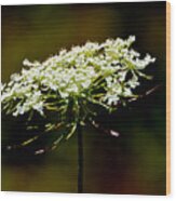 Stamens Of Queen Annes Lace 2 Wood Print