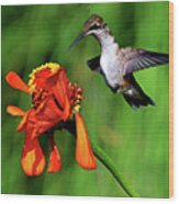 Standing In Motion - Hummingbird In Flight 013 Wood Print