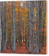 Standing Tall On The Natchez Trace Wood Print